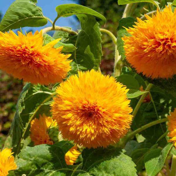 Fleurs - Tournesol Double Géant de Californie - face recto